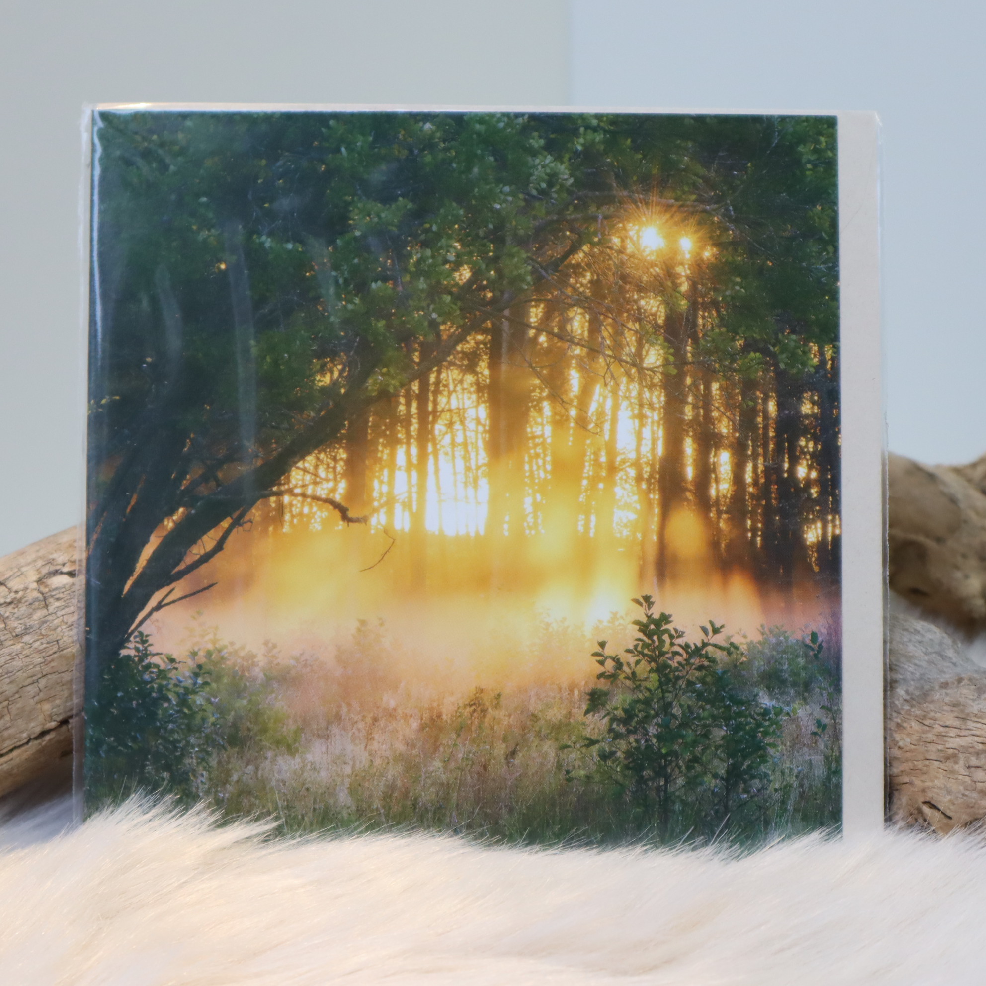 Postkaart Forest sunset Postkaart Forest sunset