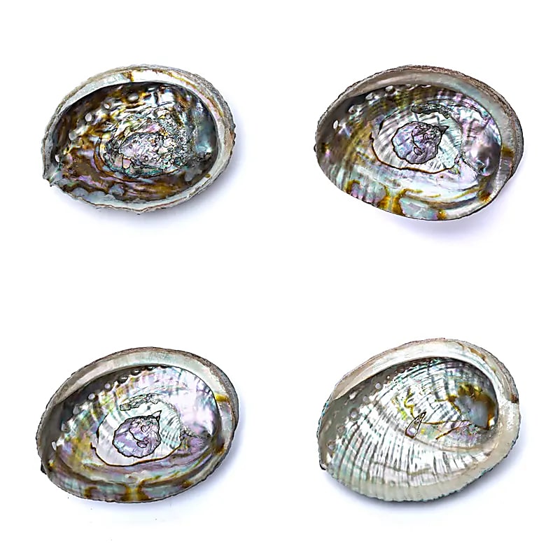 Groene abalone schelp Groene abalone schelp